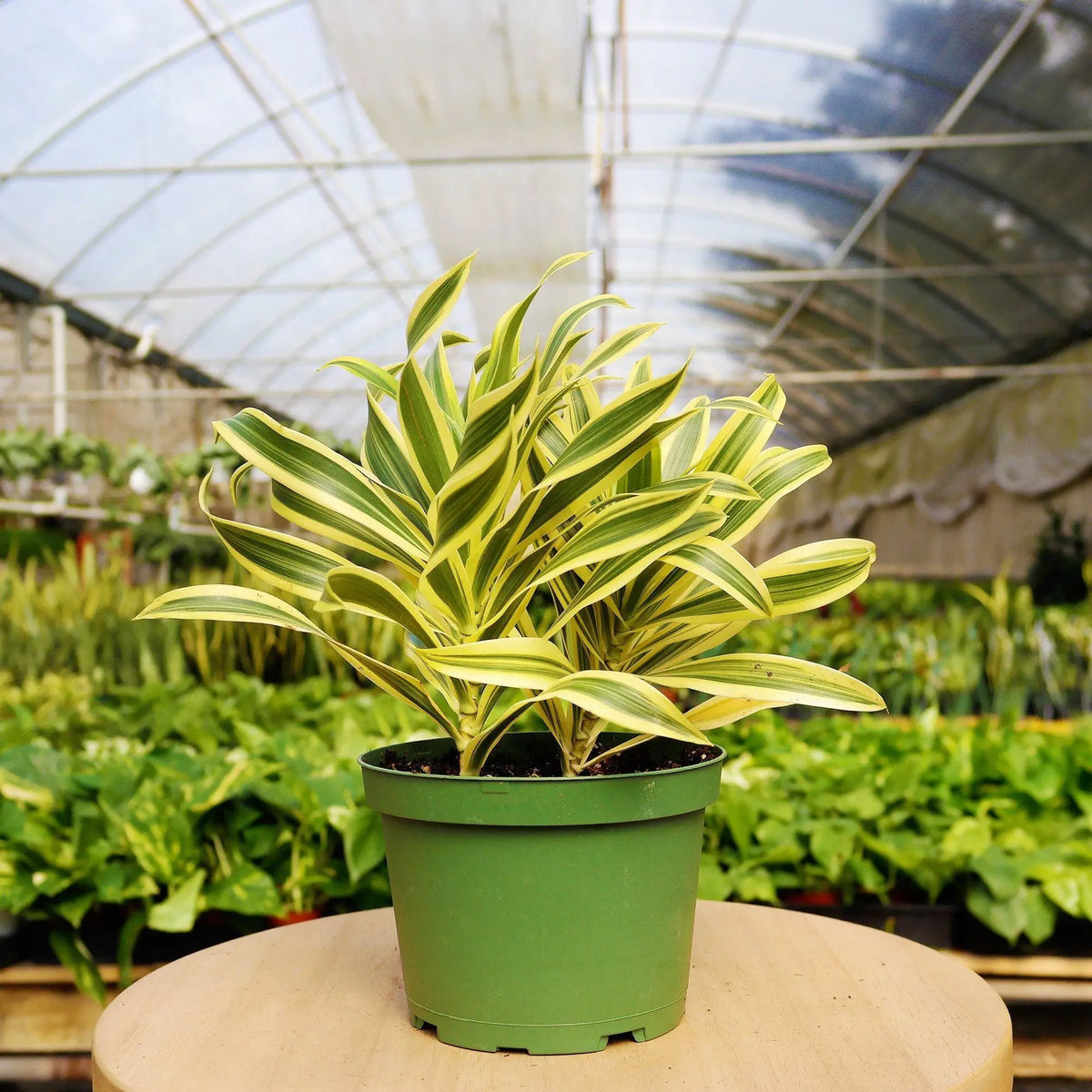 Mystery Plant Subscription Box - Hive Plants - 