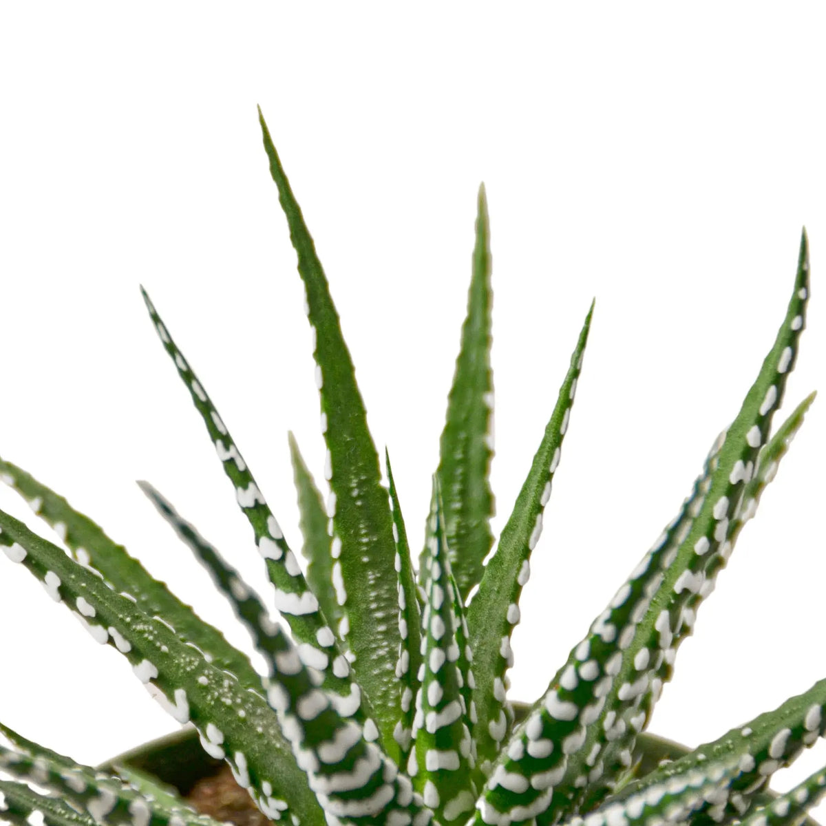 Zebra Succulent - Hive Plants - Succulent