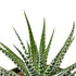 Zebra Succulent - Hive Plants - Succulent