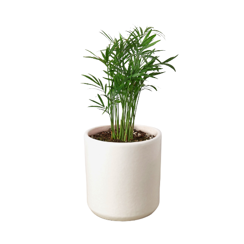 Parlor Palm - Hive Plants - Indoor &amp; Outdoor Plants