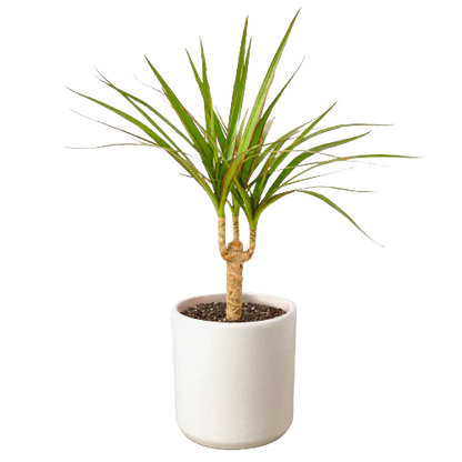 Dracaena &