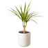 Dracaena &
