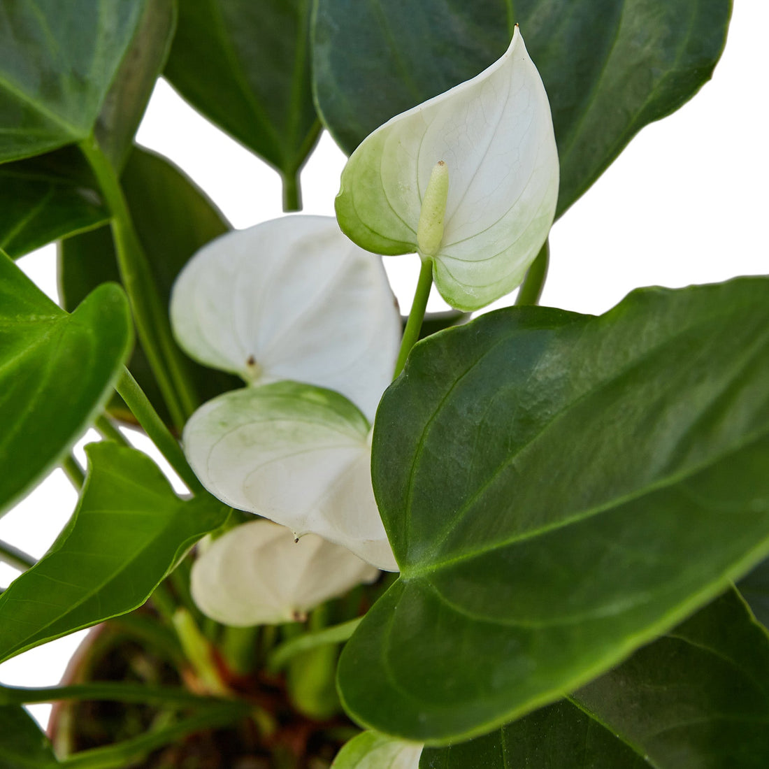 Anthurium White - Hive Plants - Indoor &amp; Outdoor Plants
