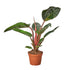 Philodendron &