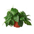 Philodendron &