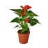 Anthurium Red - Hive Plants - Indoor & Outdoor Plants