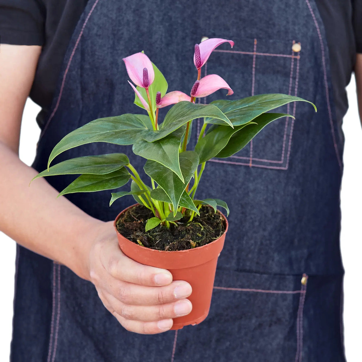 Anthurium Purple - Hive Plants - Indoor &amp; Outdoor Plants