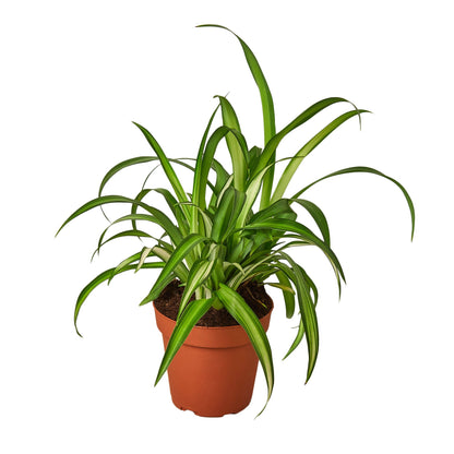 Spider Plant &