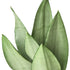 Snake Plant &