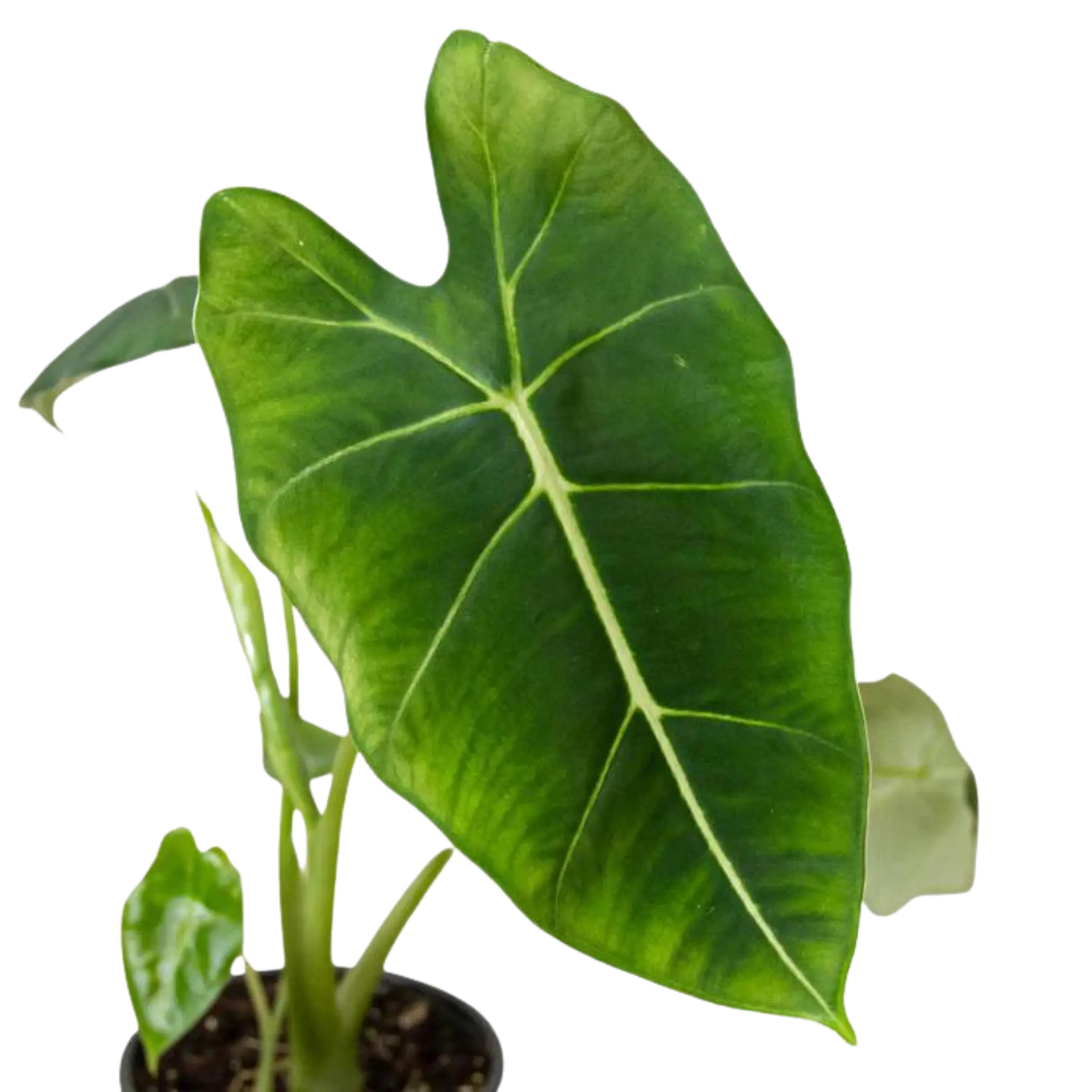 anthurium frydek Alocasia Frydek