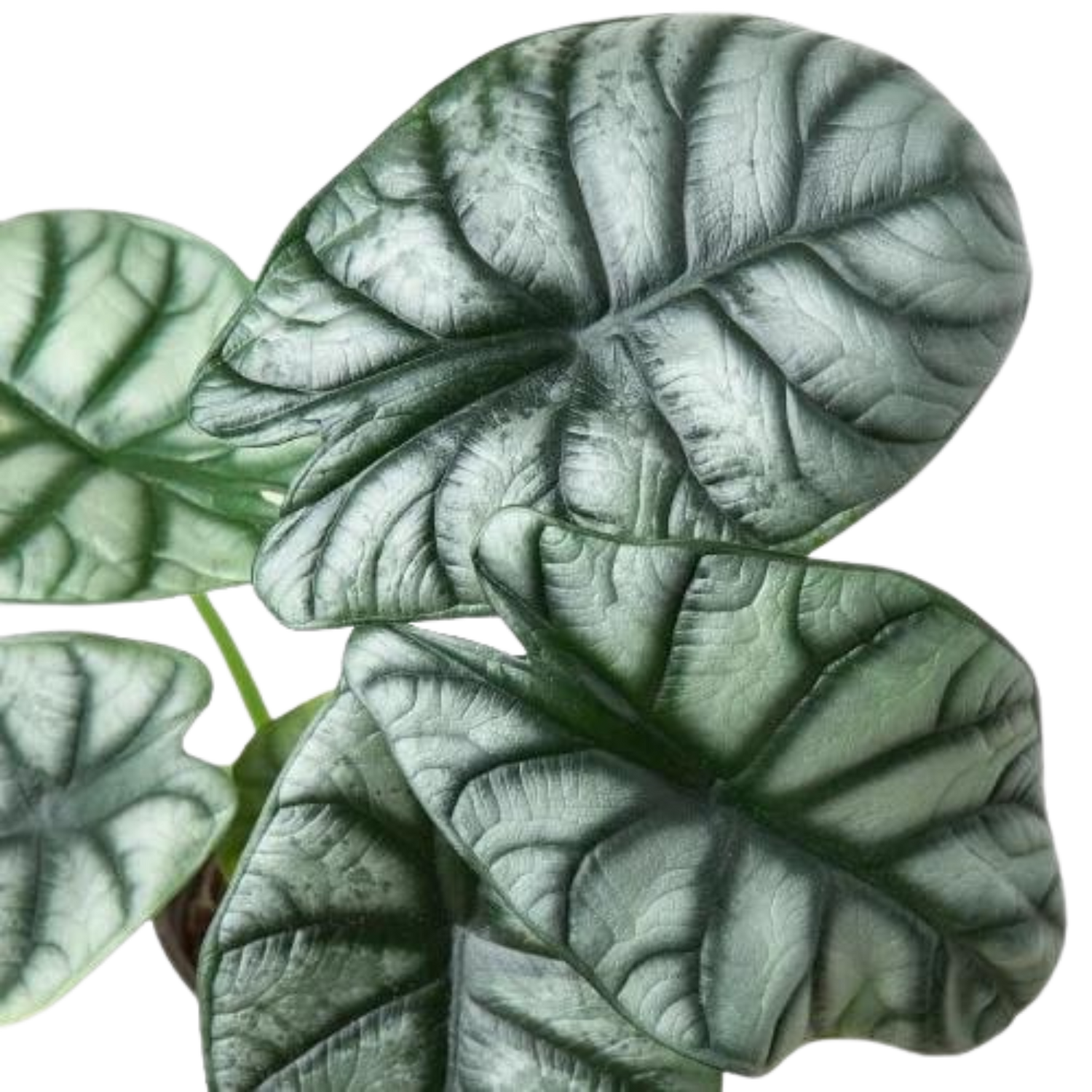 Alocasia Silver Dragon - Hive Plants - Indoor &amp; Outdoor Plants