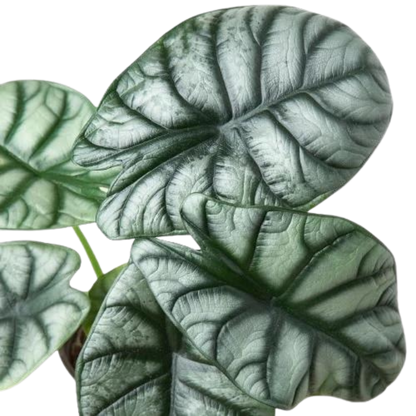 Alocasia Silver Dragon - Hive Plants - Indoor &amp; Outdoor Plants
