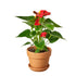 Anthurium Red - Hive Plants - Indoor & Outdoor Plants