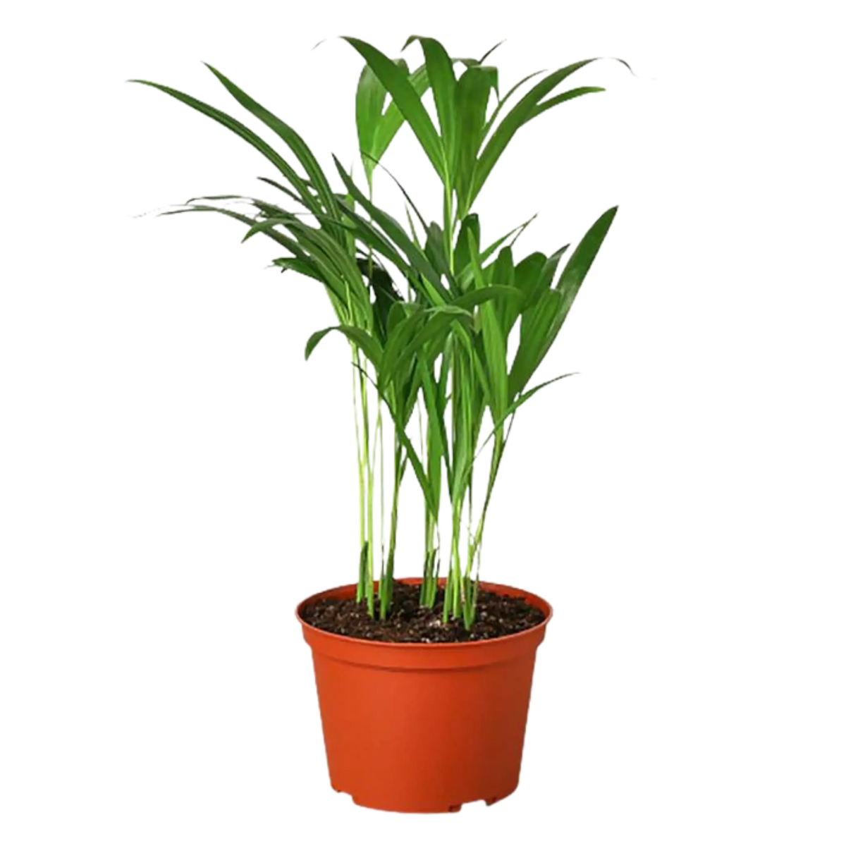 Areca Palm - Hive Plants - Indoor &amp; Outdoor Plants