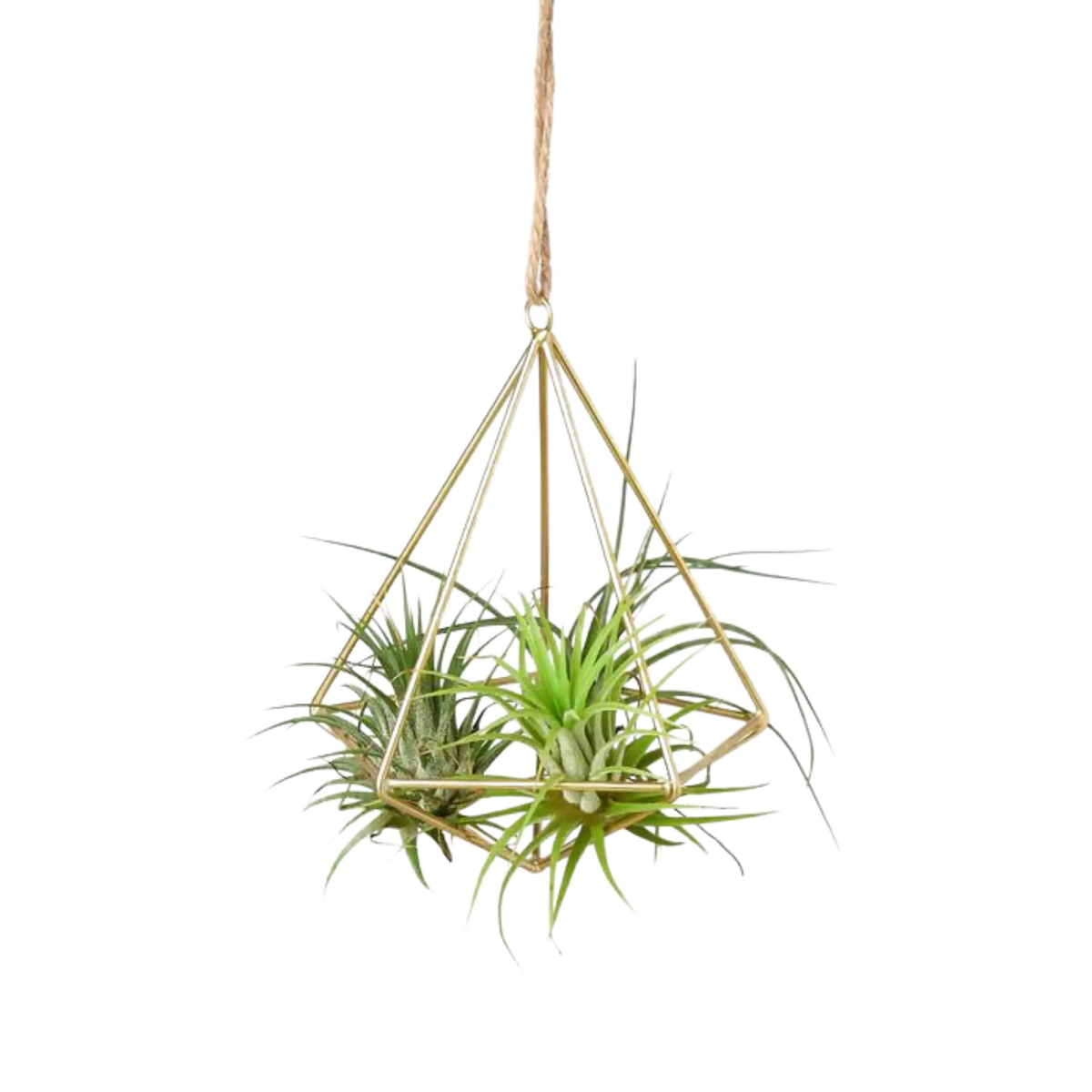 Brass Air Plant Holder - Hive Plants - Pots &amp; Planters