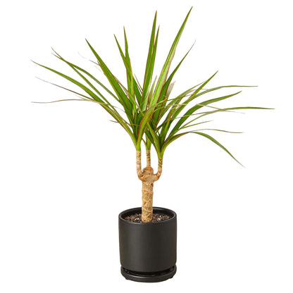 Dracaena &