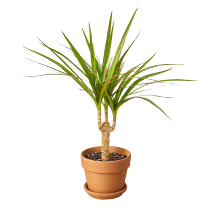 Dracaena &