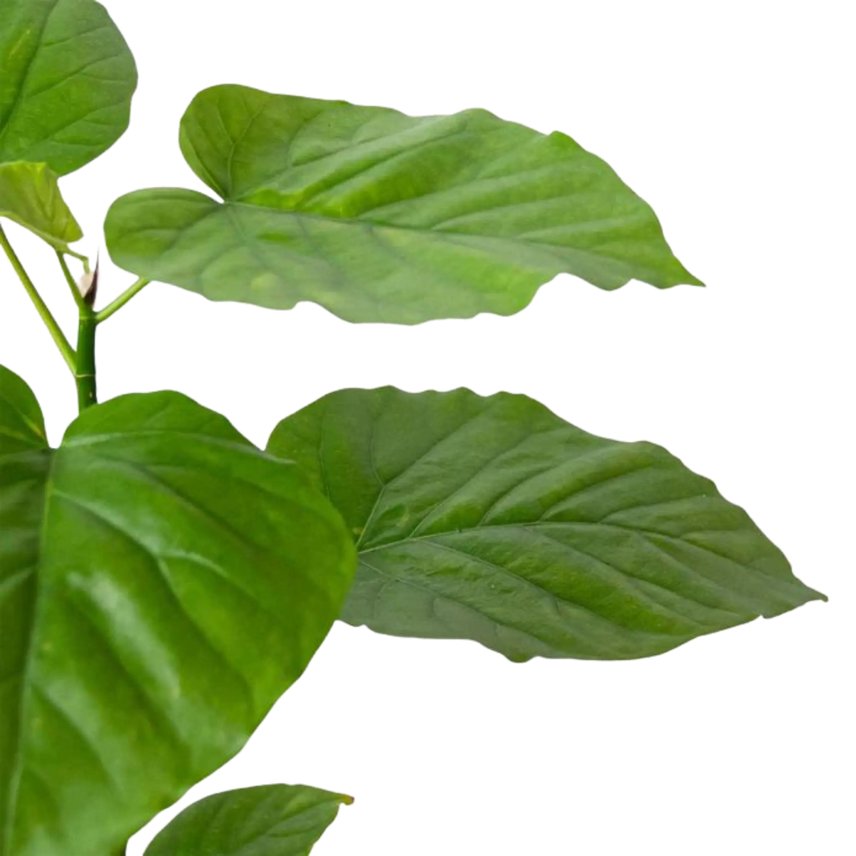 Ficus Umbellata - Hive Plants - Indoor &amp; Outdoor Plants