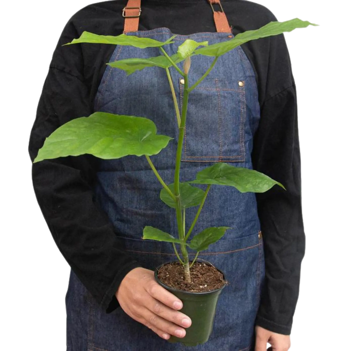Ficus Umbellata - Hive Plants - Indoor &amp; Outdoor Plants