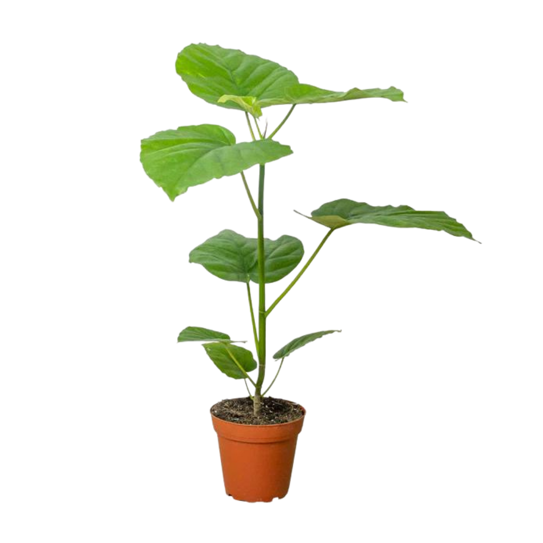 Ficus Umbellata - Hive Plants - Indoor &amp; Outdoor Plants