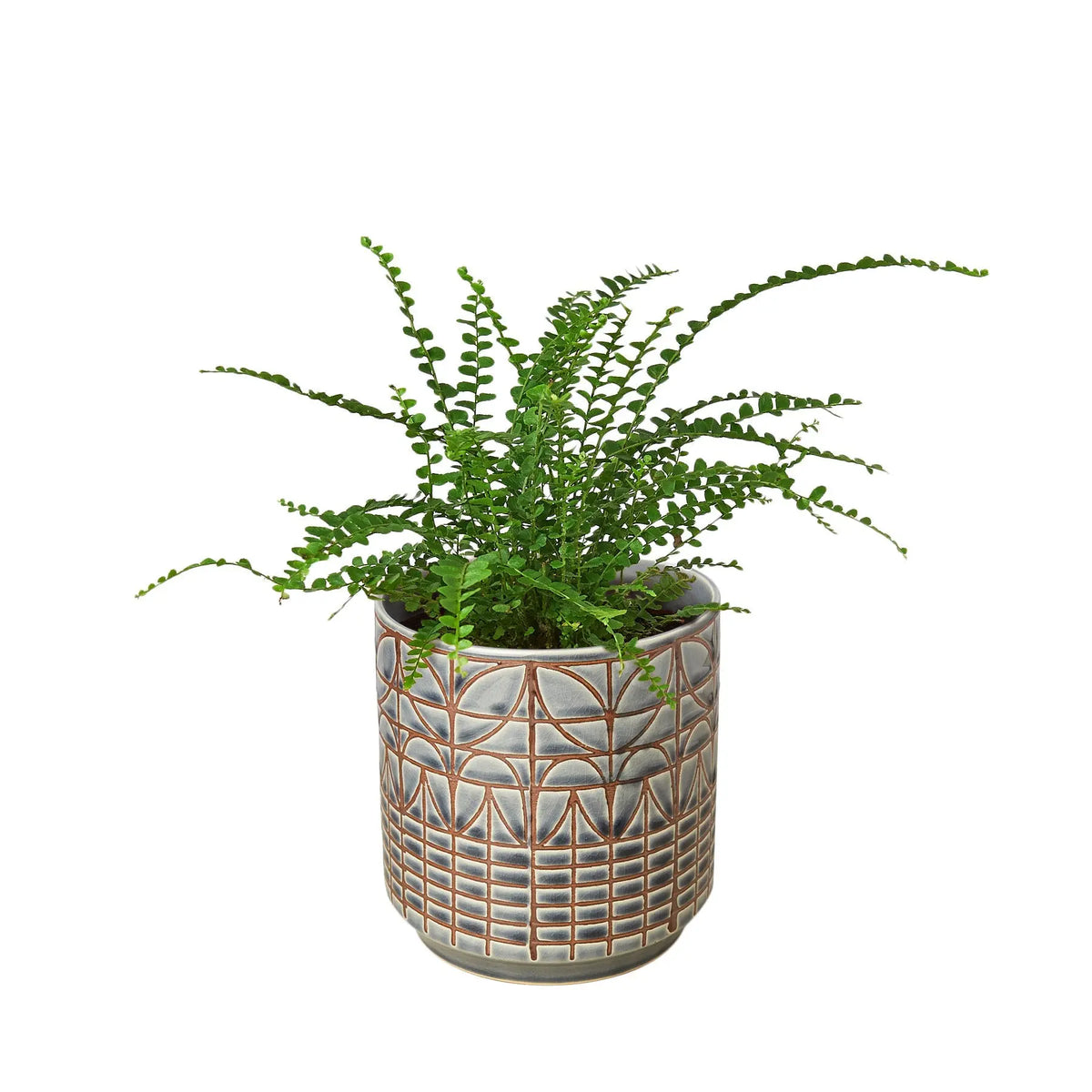 Fern &