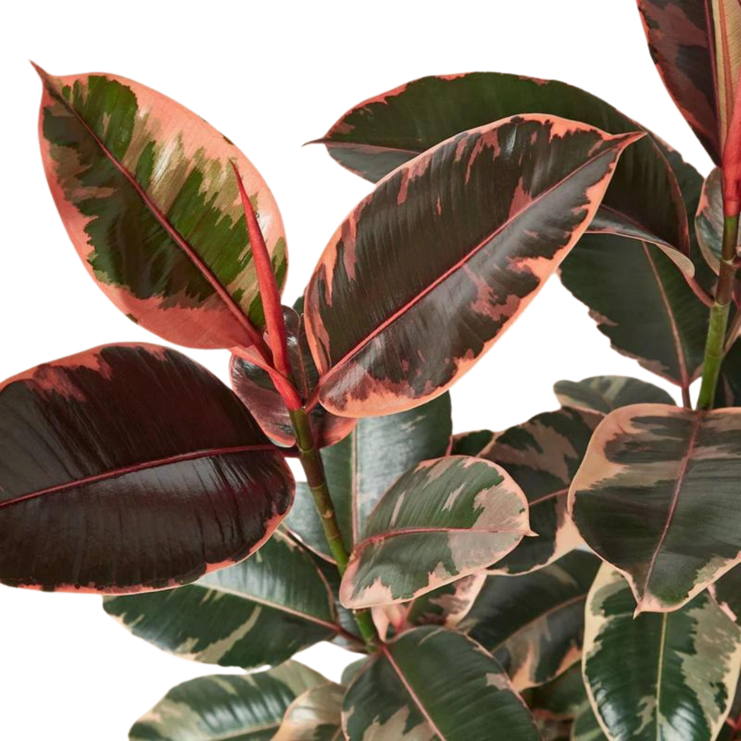 Ficus Ruby Pink - Hive Plants - Indoor &amp; Outdoor Plants
