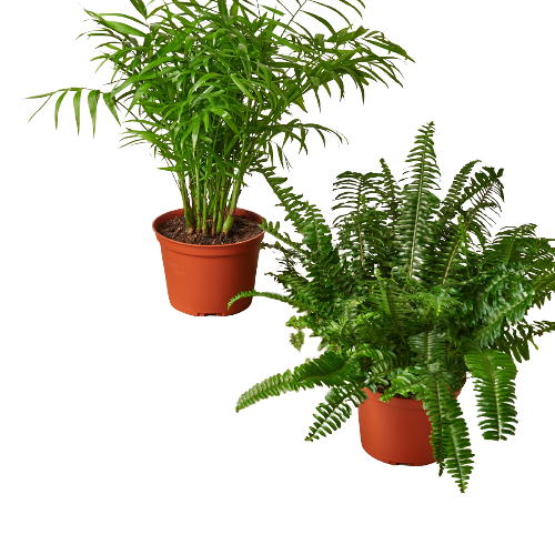 Pet-Friendly Plants Premium Subscription box - Hive Plants - 