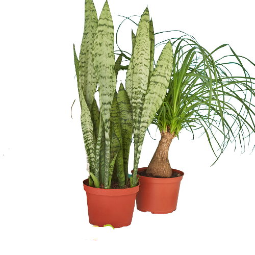 Premium Indoor Plant Mystery Subscription Box - Hive Plants - 