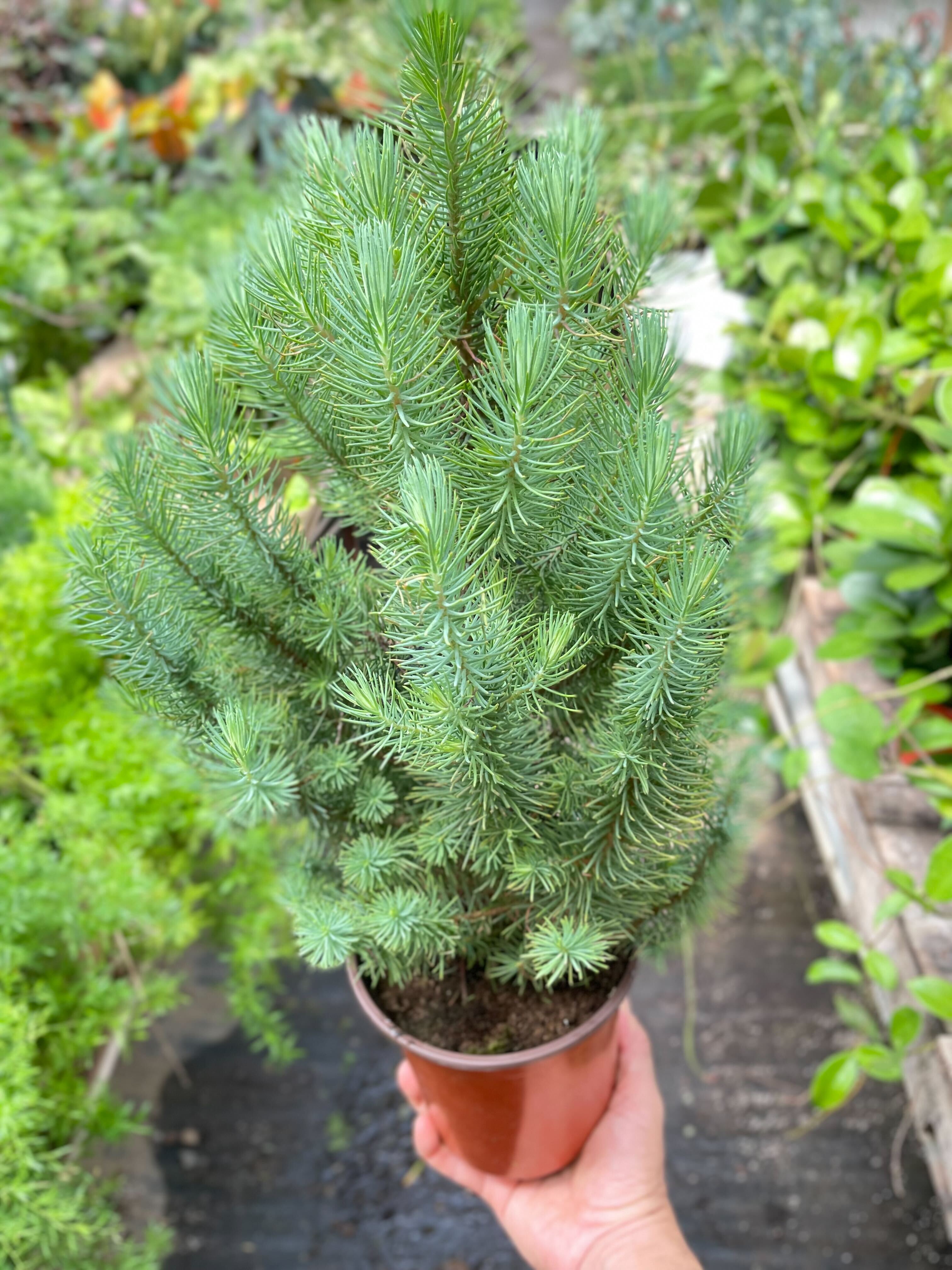 Blue Pine Trees - House Plant Dropship - 