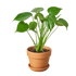 Monstera Deliciosa - Hive Plants - 