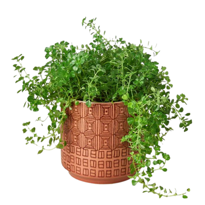 Pattern Pots - 6.5 Inches - Hive Plants - Pots &amp; Planters