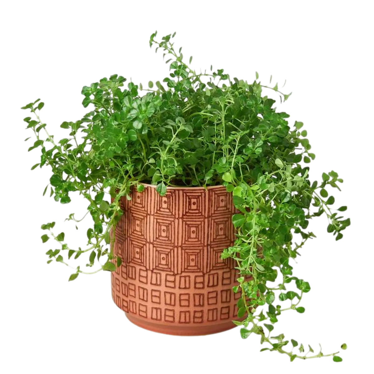 Pattern Pots - 6.5 Inches - Hive Plants - Pots &amp; Planters