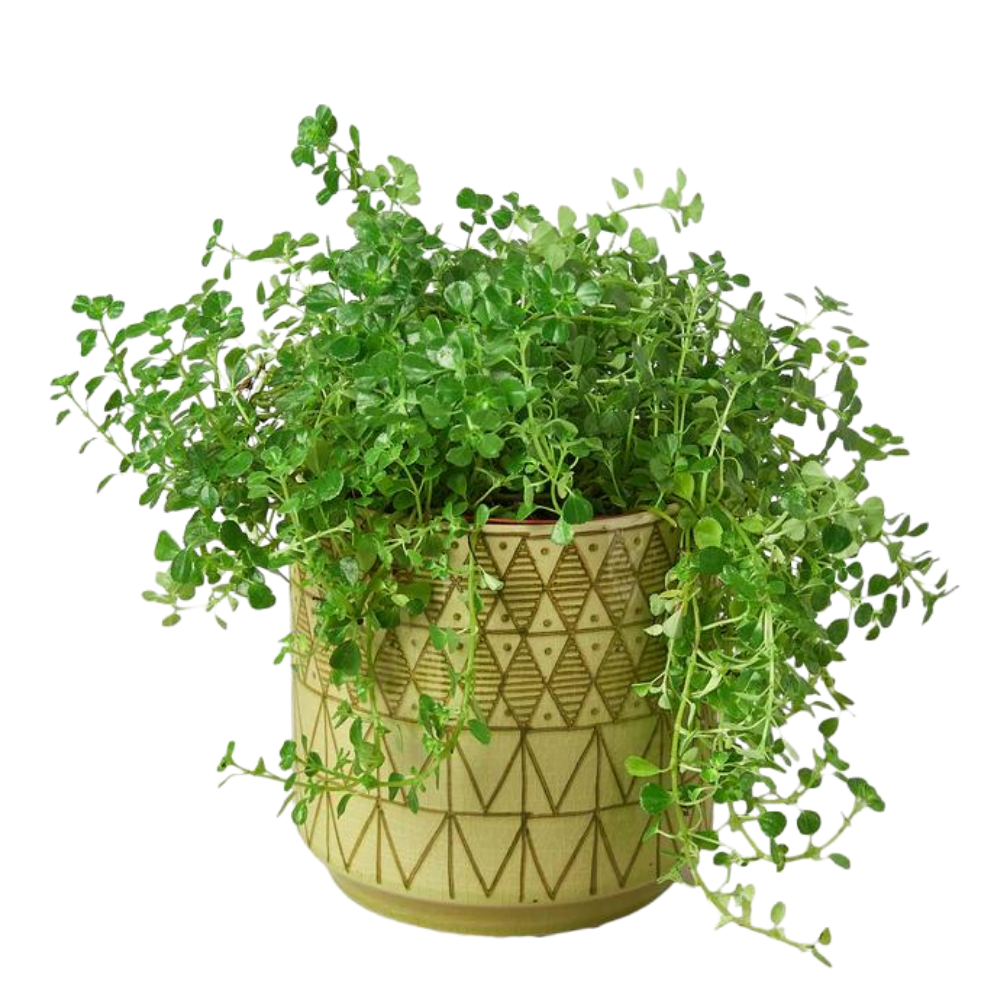 Pattern Pots - 6.5 Inches - Hive Plants - Pots &amp; Planters