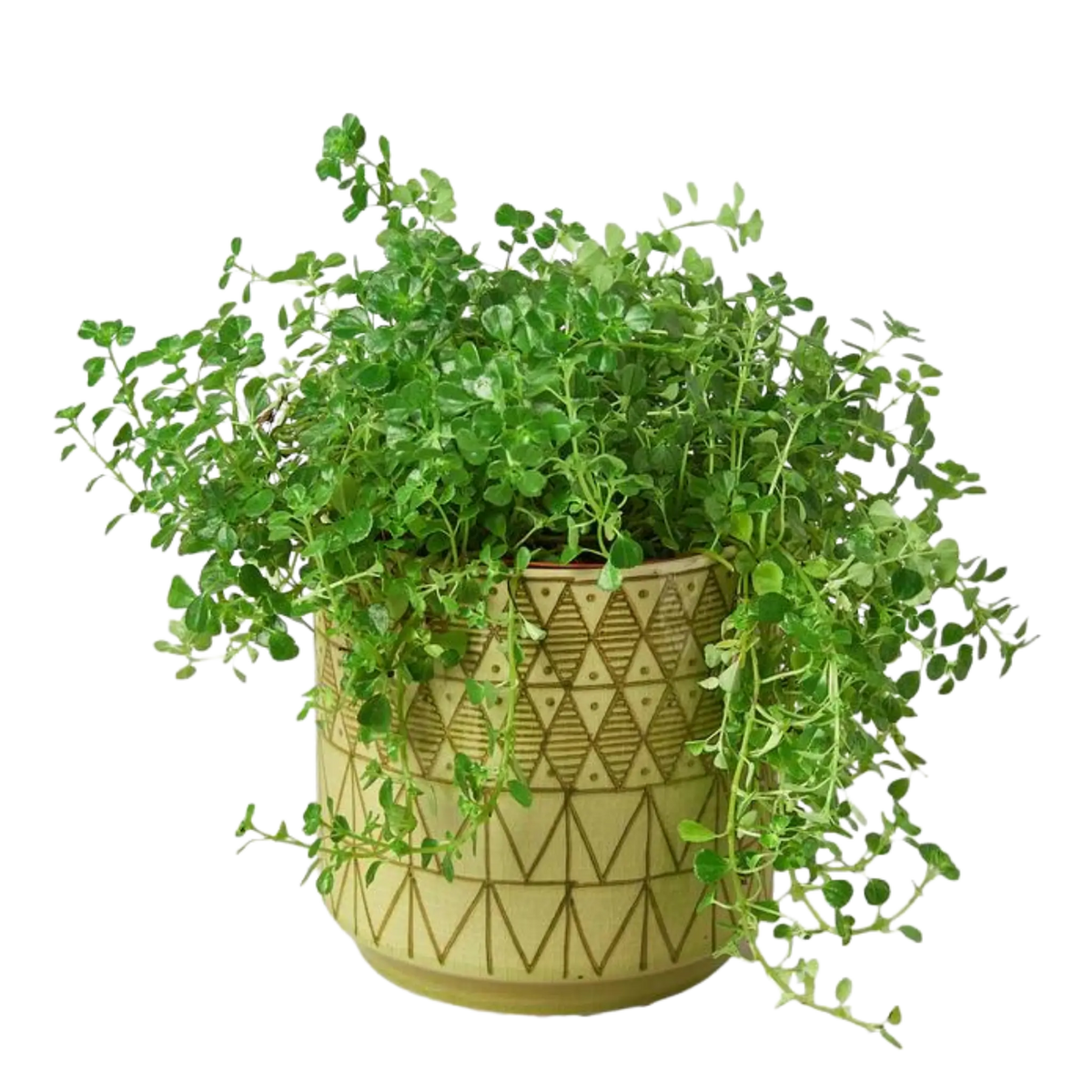 Pattern Pots - 6.5 Inches - Hive Plants - Pots &amp; Planters