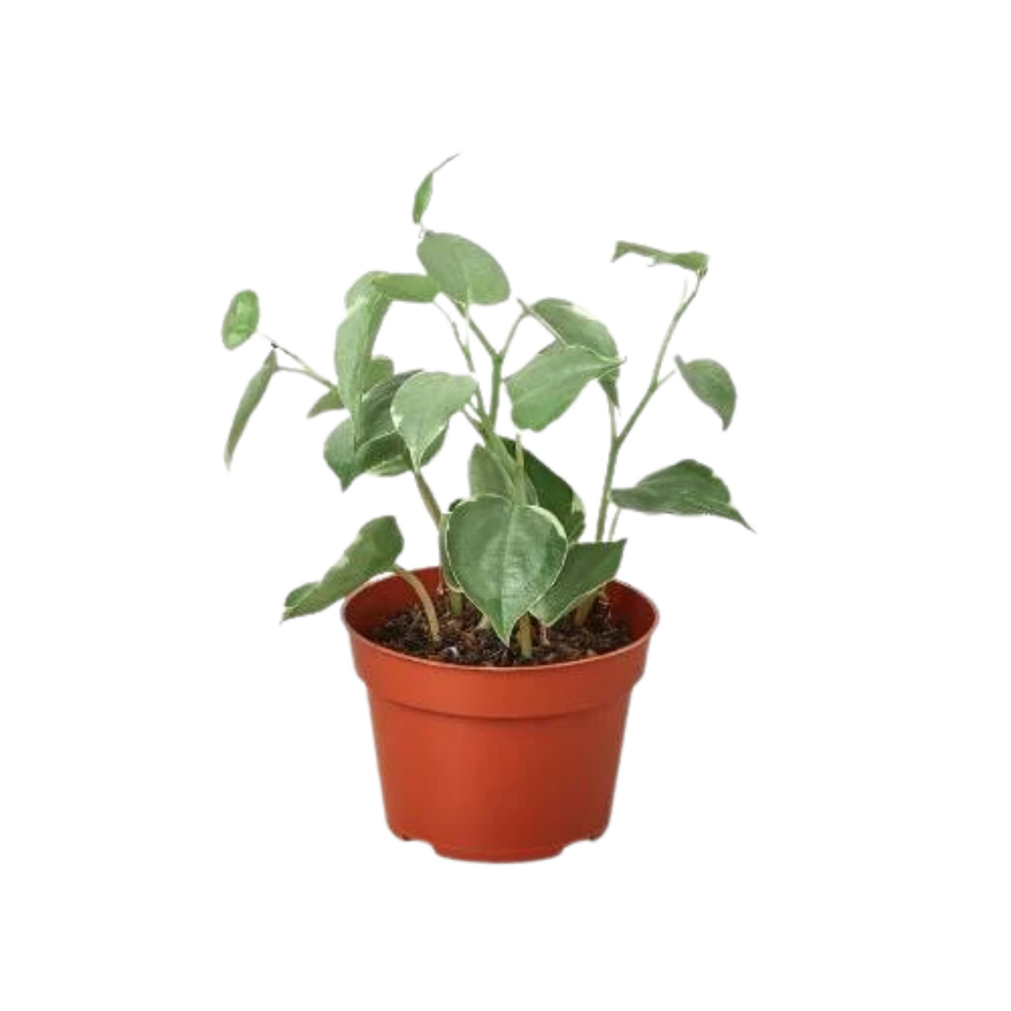 Peperomia 'Cupid' – The White Oak Collection