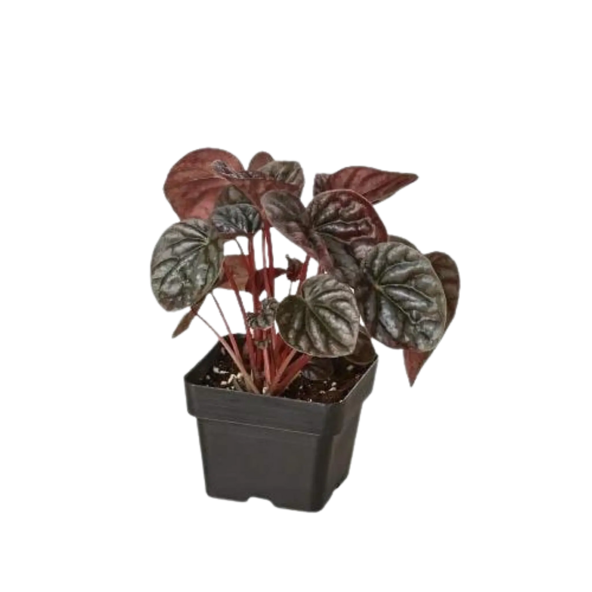 Peperomia &