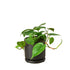 Philodendron &