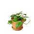 Philodendron &