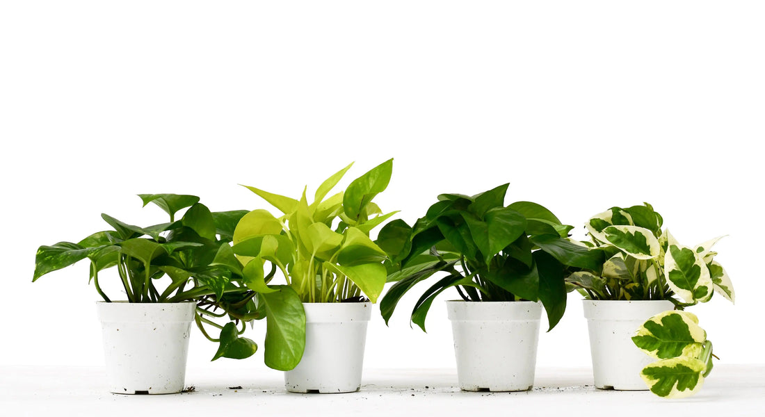 Pothos 4 Pack - Hive Plants - 