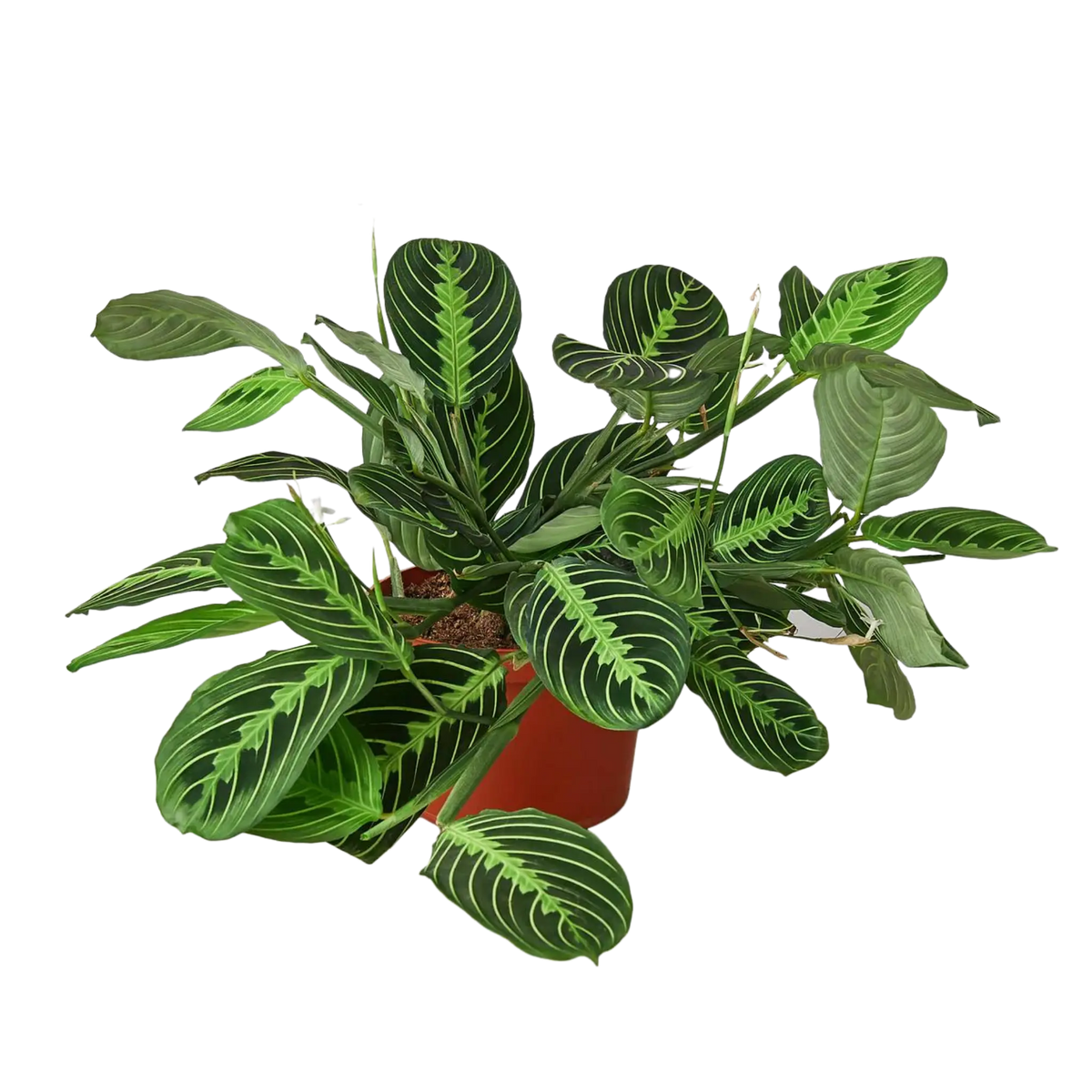 Prayer Plant 'Lemon Lime' - Hive Plants - Indoor & Outdoor Plants