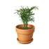 Parlor Palm - Hive Plants - Indoor & Outdoor Plants