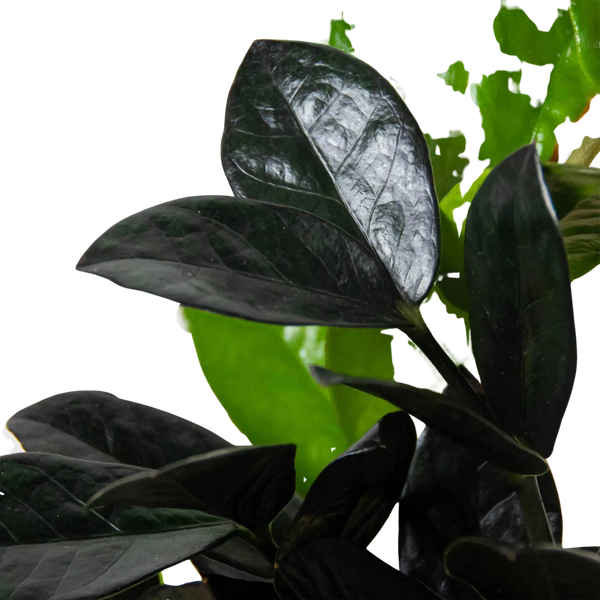 raven zz plant pet friendly ZZ 'Black Raven'