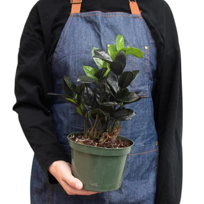 raven zz plant pet friendly ZZ 'Black Raven'