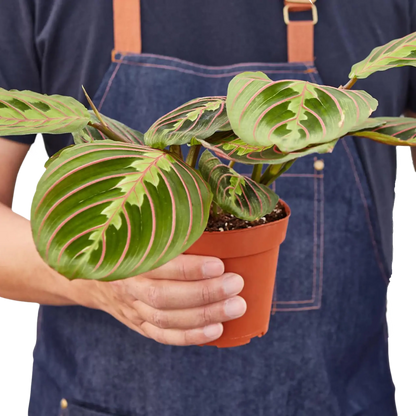 red prayer plant Prayer Plant 'Maranta Red' - Hive Plants – The White Oak Collection