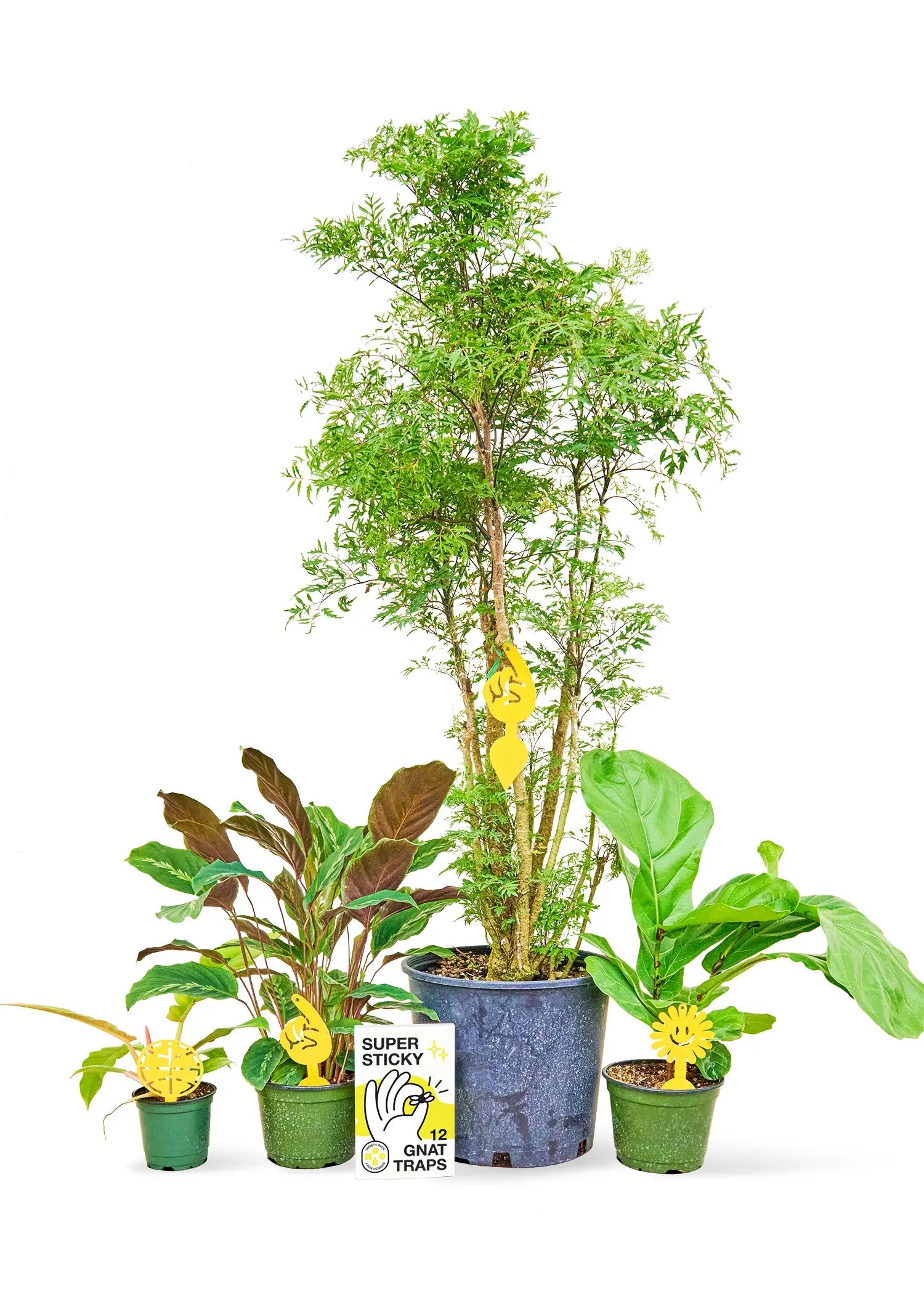 Rooted Super Sticky Gnat Traps - Plantboy - 