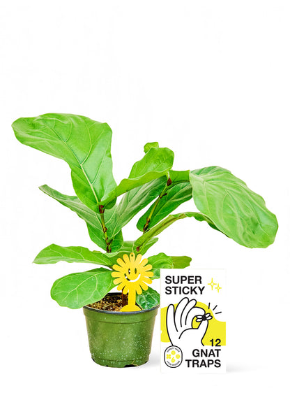 Rooted Super Sticky Gnat Traps - Hive Plants - 