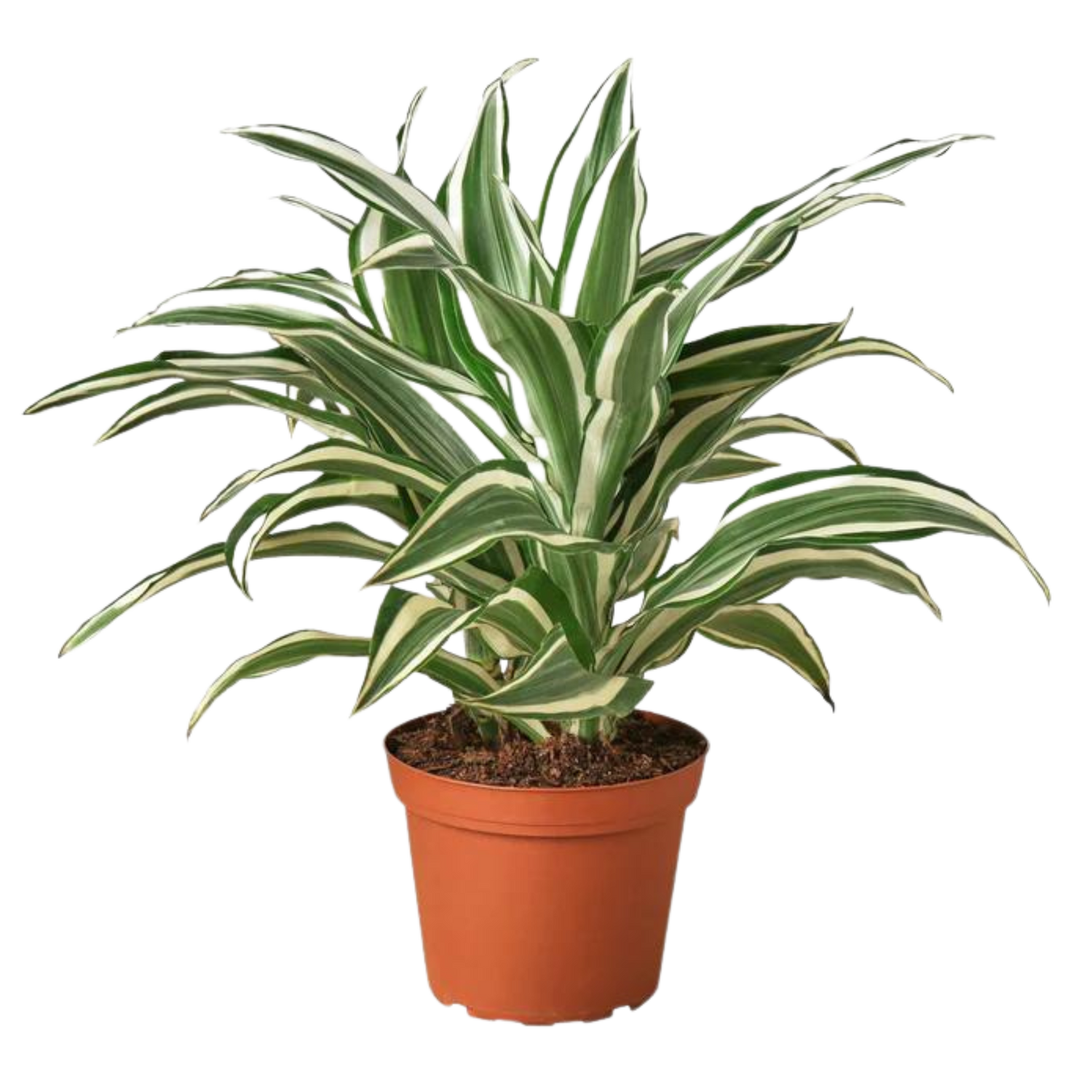 Dracaena Warneckii &