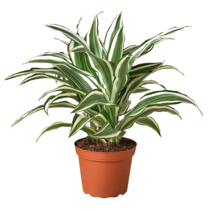 Dracaena Warneckii &