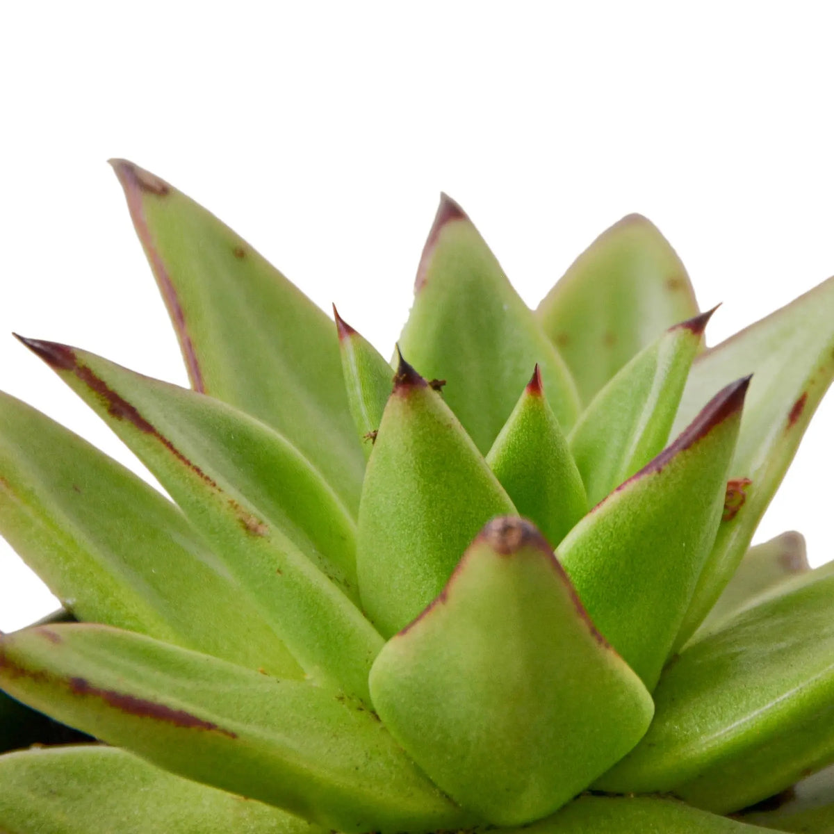 Lipstick Echeveria - Hive Plants - 