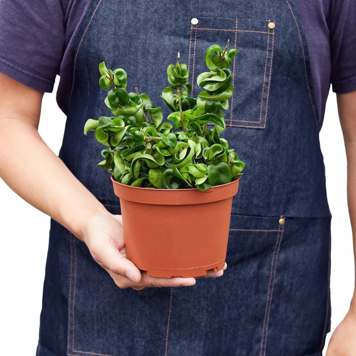 Hoya "Rope Plant" - Hive Plants - 